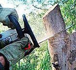 Best Tree Risk Assessment  in Donna, TX