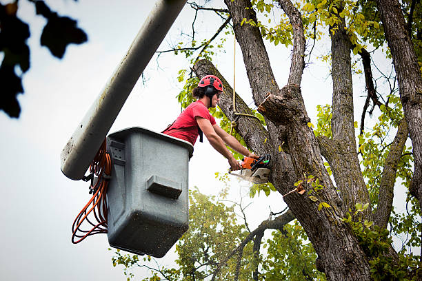 Best Palm Tree Trimming  in Donna, TX